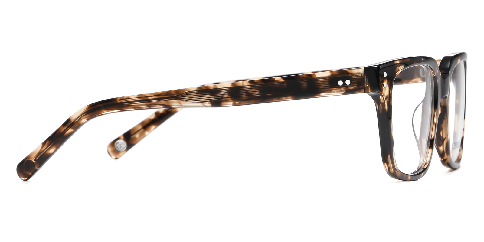 8776TL-Faro-tortoise